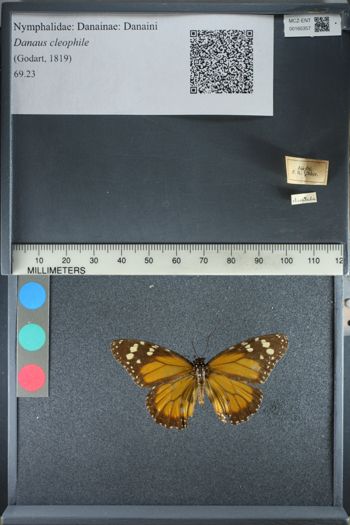 Media type: image;   Entomology 165357